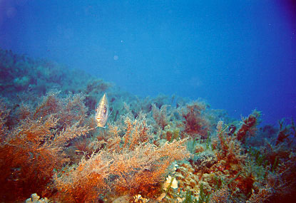 Zakynthos_15